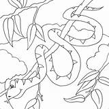 Serpente Ramo 1322 Sarpe Animali Colorat Coloradisegni sketch template
