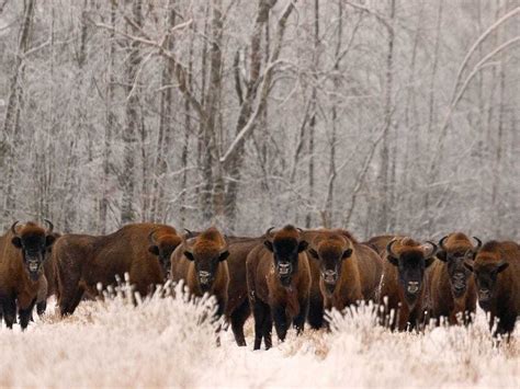 european bison  fortunes improve  conservation  express star