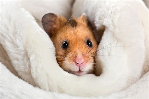 hamster warm  wintertime  suggestions hamsterscom