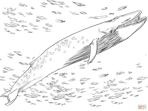 bowhead whale page coloring pages