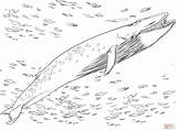 Ausmalbilder Whale Ausmalbild Baleen Kostenlos sketch template