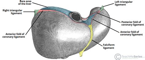 The Liver Lobes Ligaments Vasculature Teachmeanatomy
