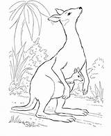 Kangaroo Australien Kangur Kolorowanki Ausmalbild Coloringhome Kangaroos Neugeborenes Geburt Letzte Q1 Designlooter sketch template