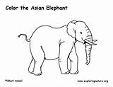 Coloring Elephant Asian Indian Elephants Pdf Graphics Exploringnature sketch template