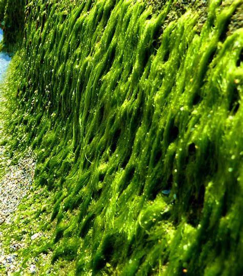 seaweed flickr photo sharing