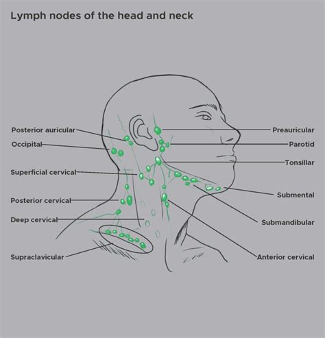 figure lymph nodes   head  neck contributed  chelsea rowe