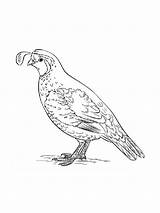 Quail Coloring Pages Printable sketch template