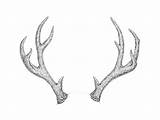 Antlers Antler Horns Stag Tutsplus Capturing Fun sketch template