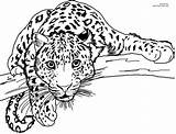 Leopard Coloring Pages Print Color Animal Kids sketch template