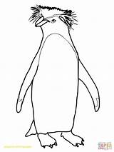 Pinguin Topkleurplaat Gedeeld sketch template