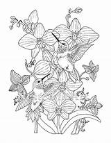 Hummingbirds Hummingbird Orchids Orchid Verkocht sketch template