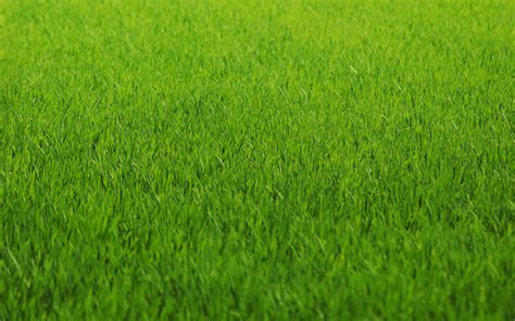 green grass background texture  photo green grass texture