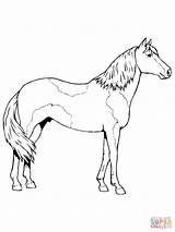 Horse Coloring Pages Color Paint Paso Fino Pinto Sheet Horses Kids Print Printable Clydesdale Colorings Supercoloring Activity Template sketch template