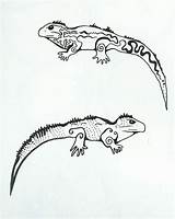 Drawing Prehistoric Animals Drawings Choose Board sketch template