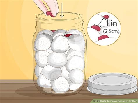 How To Grow Beans In Cotton 14 Steps With Pictures Wikihow
