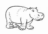 Hippo Coloring Pages Hippopotamus Drawing Outline Line Printable Getdrawings Kids Results sketch template