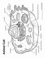 Coloring Pages Getdrawings Nucleus sketch template