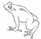 Toad Frogs Colorat Frosch Outline Ranas Sapos Broasca Cute Verde Kolorowanki Broscute Ropucha Lac Broaste Clipart Broscuta Ausmalbilder Planse Sfatulmamicilor sketch template