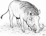 Warthog Javali Warzenschwein Wildschwein Hog Ausmalbild Mamba Comendo Facocero Porco Supercoloring Africano Afrikanisches Selvagem Encontrado Nadar Tudodesenhos Hogs Designlooter sketch template