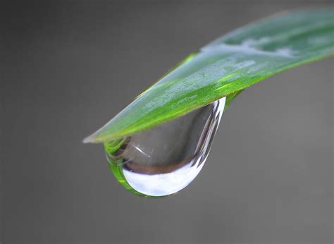 water droplet  photo  freeimages