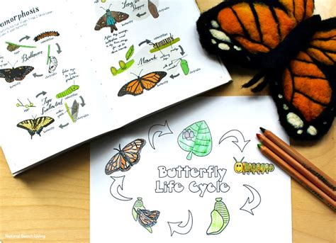 butterfly life cycle activities  kids natural beach living