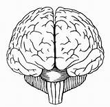 Brain Simple Sketch Drawing Coloring Getdrawings Paintingvalley Sketched Brains Sketches Explore sketch template