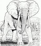 Coloring Elephant Realistic Adults Pages Kids sketch template