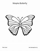 Butterfly Coloring Morpho sketch template