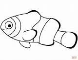 Pez Payaso Poisson Clownfish Anemone Clown Coloriage לציעה ציעה דפי Poissons sketch template