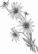 Daisy Drawing Flower Line Drawings Ref Coloring Pages Getdrawings Beautiful Di Margherita Disegno Una Paintingvalley sketch template