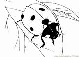 Ladybug Leaf Coloring Ladybugs Pages Printable Coloringpages101 Kids Insects Online sketch template