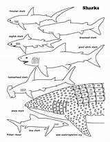Shark Coloring Pages Whale Sharks Printable Great Basking Tiger Colouring Lavagirl Print Color Sharkboy Getcolorings Getdrawings Printing Octonauts Exploringnature Colorings sketch template