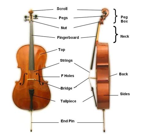 violin parts parts   violin explained  detail