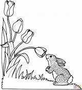 Coloring Smelling Tulip Rabbit Pages Supercoloring sketch template