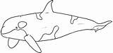 Mewarnai Orque Orca Paus Ikan Laut Hewan Hiu Putih Hitam Sketsa Baleine Epaulard Gambarcoloring Whales Animalplace Shark Lengkap Beluga Orcas sketch template