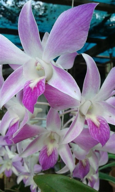 3583 Best Orchids Images On Pinterest Beautiful Flowers