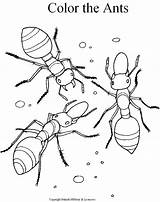 Coloring Ant Pages Printable Kids Ants Choose Board Outline sketch template