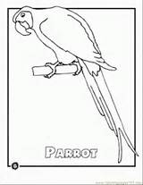 Coloring Birds Rainforest Pages Parrots Parro Ered sketch template