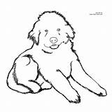 Coloring Pages Newfoundland Puppy Dog Printable Fluffy Dogs Color Drawing Easy Clipart Cliparts Kids Puppies Cute Newfie Christmas Library Click sketch template