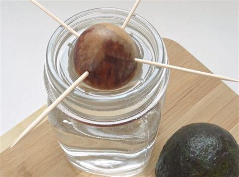 Growing Avocado From Seed [simple Instructions] Blogpapi