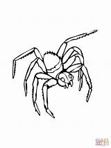 Spider Widow Coloring Pages Drawing Supercoloring Printable Spiders Clipart Template Getdrawings Categories sketch template