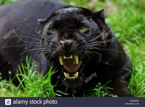 black panther panthera pardus adult snarling