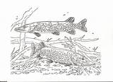 Pike Northern Dragoart Drawing sketch template