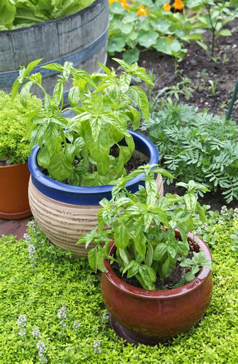 growing basil tips container herb garden kitchn