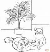 Ausmalbilder Katzen Katze Ausdrucken Kostenlos Malvorlagen Ausmalen Gatos Ausmalbild Birman Supercoloring sketch template