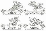 Herbs Spices Drawing Drawn Labels Vector Hand Getdrawings Label sketch template