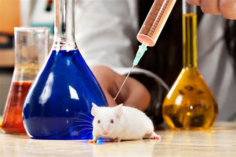 animal testing cons   person   udemy blog