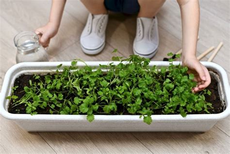 growing fresh cilantro  home  habitat