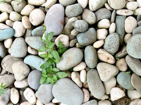 simple tips  choose decorative stones  gardening northern nester