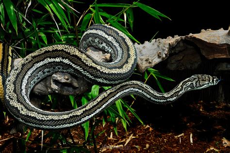 coastal carpet python morelia spilota mcdowelli striped shannon